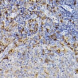 Immunohistochemistry - Anti-ARMET/ARP Antibody (A15479) - Antibodies.com