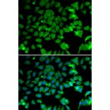 Immunofluorescence - Anti-ARD1A Antibody (A15482) - Antibodies.com