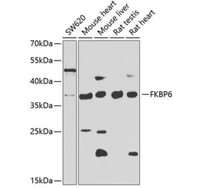 Western Blot - Anti-FKBP6 Antibody (A15485) - Antibodies.com