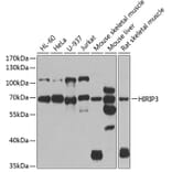 Western Blot - Anti-HIRIP3 Antibody (A15486) - Antibodies.com