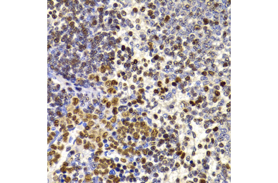 Immunohistochemistry - Anti-HIRIP3 Antibody (A15486) - Antibodies.com