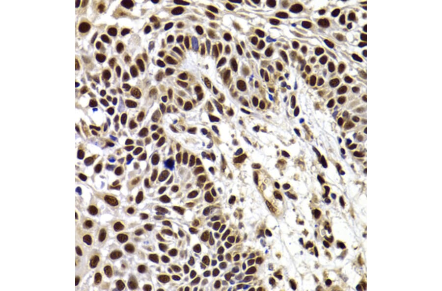 Immunohistochemistry - Anti-HIRIP3 Antibody (A15486) - Antibodies.com