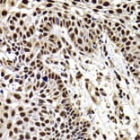Immunohistochemistry - Anti-HIRIP3 Antibody (A15486) - Antibodies.com