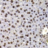 Immunohistochemistry - Anti-HIRIP3 Antibody (A15486) - Antibodies.com