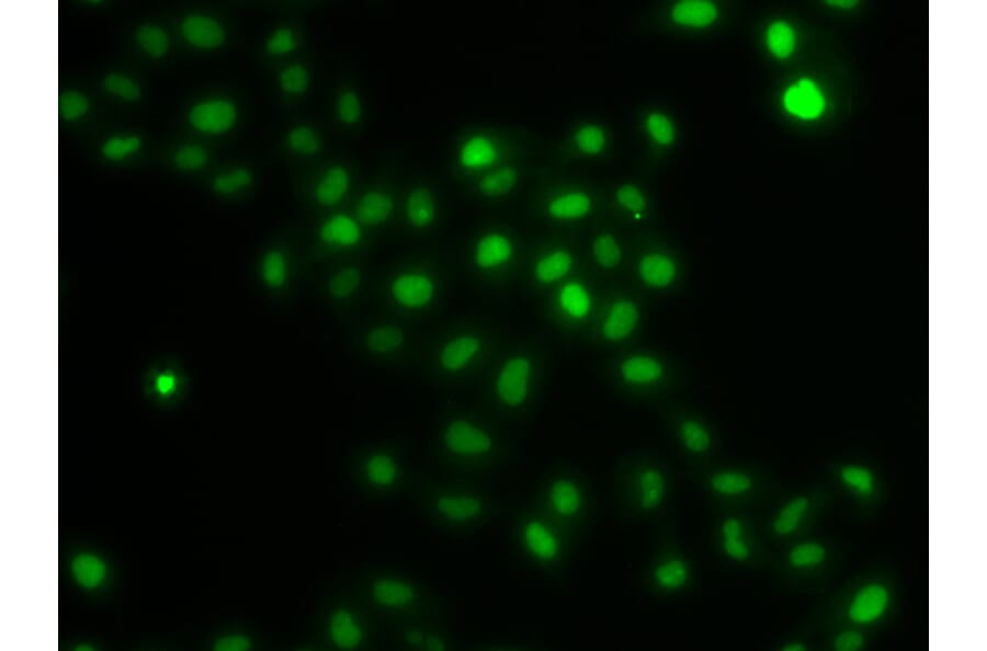 Immunofluorescence - Anti-HIRIP3 Antibody (A15486) - Antibodies.com