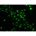 Immunofluorescence - Anti-HIRIP3 Antibody (A15486) - Antibodies.com