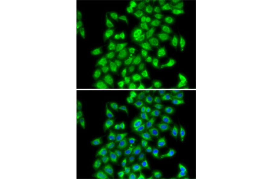 Immunofluorescence - Anti-COPS3/CSN3 Antibody (A15489) - Antibodies.com