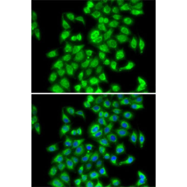 Immunofluorescence - Anti-COPS3/CSN3 Antibody (A15489) - Antibodies.com