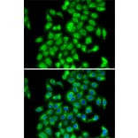 Immunofluorescence - Anti-COPS3/CSN3 Antibody (A15489) - Antibodies.com