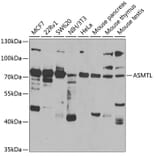 Western Blot - Anti-ASMTL Antibody (A15491) - Antibodies.com