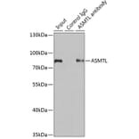 Western Blot - Anti-ASMTL Antibody (A15491) - Antibodies.com