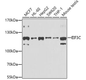 Western Blot - Anti-EIF3C Antibody (A15492) - Antibodies.com