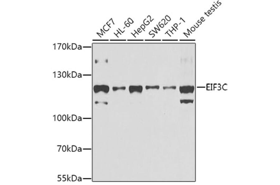 Western Blot - Anti-EIF3C Antibody (A15492) - Antibodies.com