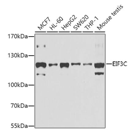 Western Blot - Anti-EIF3C Antibody (A15492) - Antibodies.com