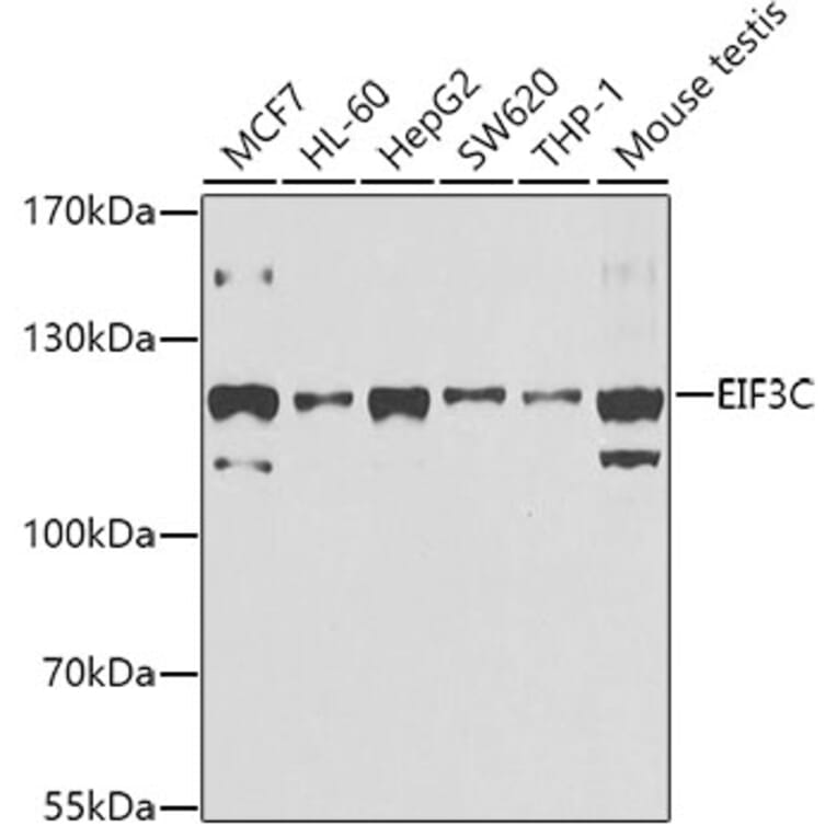 Western Blot - Anti-EIF3C Antibody (A15492) - Antibodies.com