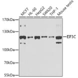 Western Blot - Anti-EIF3C Antibody (A15492) - Antibodies.com