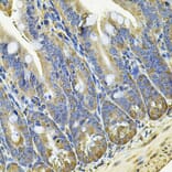 Immunohistochemistry - Anti-EIF3C Antibody (A15492) - Antibodies.com