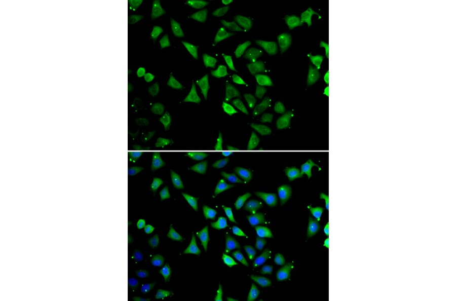 Immunofluorescence - Anti-EIF3C Antibody (A15492) - Antibodies.com