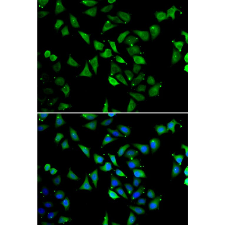 Immunofluorescence - Anti-EIF3C Antibody (A15492) - Antibodies.com