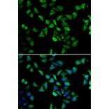 Immunofluorescence - Anti-EIF3C Antibody (A15492) - Antibodies.com