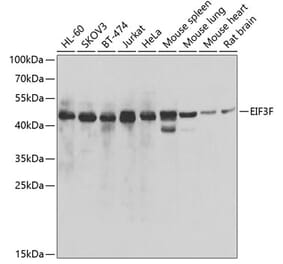 Western Blot - Anti-EIF3F Antibody (A15493) - Antibodies.com