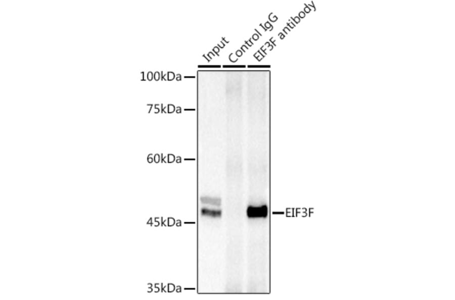Western Blot - Anti-EIF3F Antibody (A15493) - Antibodies.com