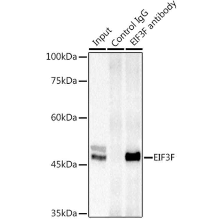 Western Blot - Anti-EIF3F Antibody (A15493) - Antibodies.com