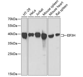 Western Blot - Anti-EIF3H Antibody (A15494) - Antibodies.com