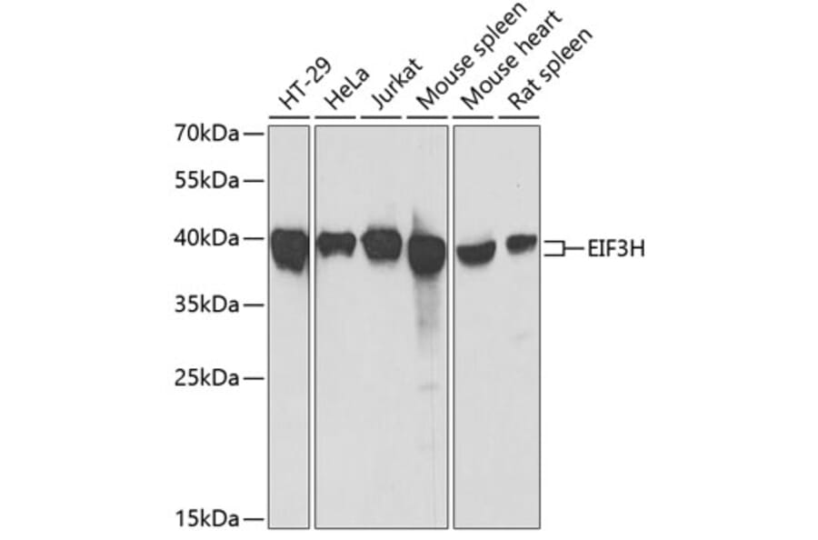 Western Blot - Anti-EIF3H Antibody (A15494) - Antibodies.com