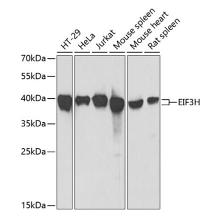 Western Blot - Anti-EIF3H Antibody (A15494) - Antibodies.com