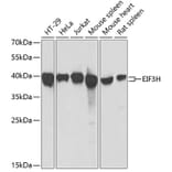 Western Blot - Anti-EIF3H Antibody (A15494) - Antibodies.com