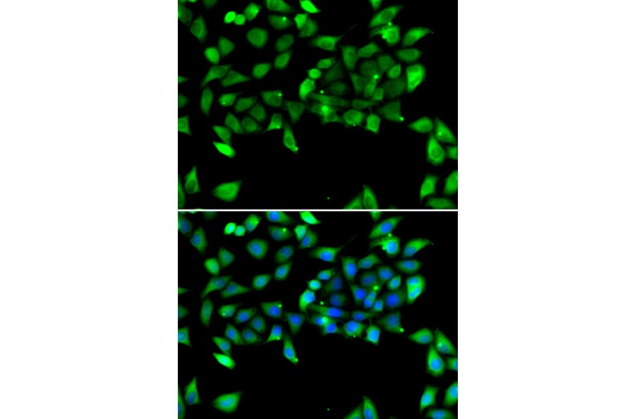 Immunofluorescence - Anti-EIF3H Antibody (A15494) - Antibodies.com