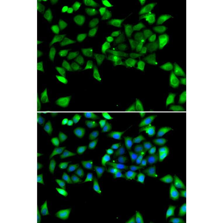 Immunofluorescence - Anti-EIF3H Antibody (A15494) - Antibodies.com