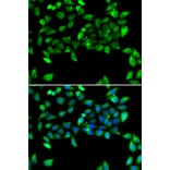 Immunofluorescence - Anti-EIF3H Antibody (A15494) - Antibodies.com