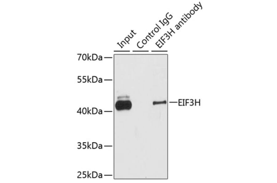 Western Blot - Anti-EIF3H Antibody (A15494) - Antibodies.com