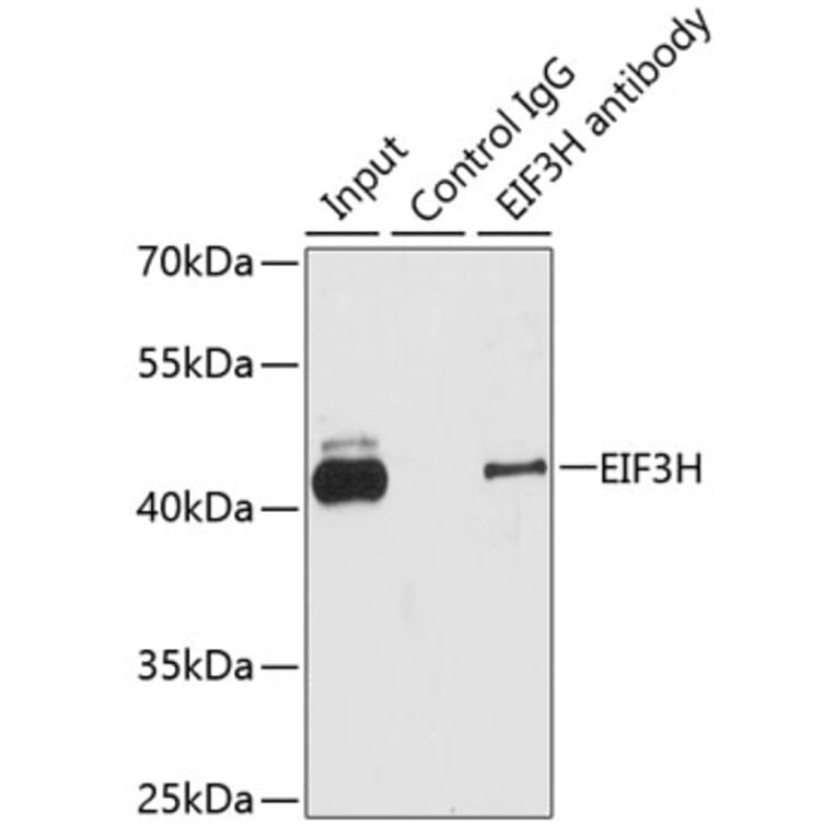 Western Blot - Anti-EIF3H Antibody (A15494) - Antibodies.com