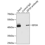 Western Blot - Anti-EIF3H Antibody (A15494) - Antibodies.com