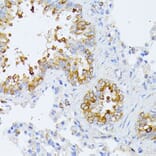 Immunohistochemistry - Anti-EIF2B2 Antibody (A15496) - Antibodies.com