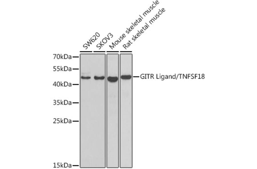 Western Blot - Anti-TNFSF18/GITRL Antibody (A15497) - Antibodies.com