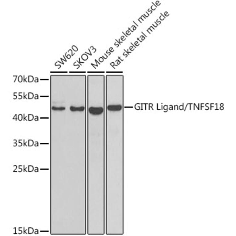 Western Blot - Anti-TNFSF18/GITRL Antibody (A15497) - Antibodies.com