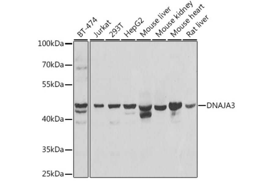Western Blot - Anti-TID1 Antibody (A15498) - Antibodies.com