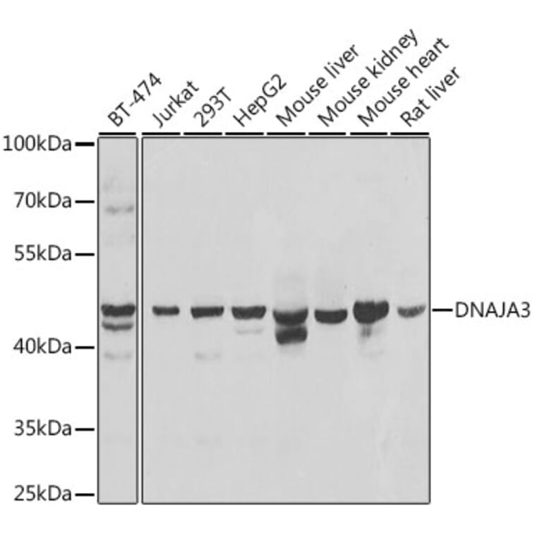 Western Blot - Anti-TID1 Antibody (A15498) - Antibodies.com