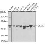 Western Blot - Anti-TID1 Antibody (A15498) - Antibodies.com