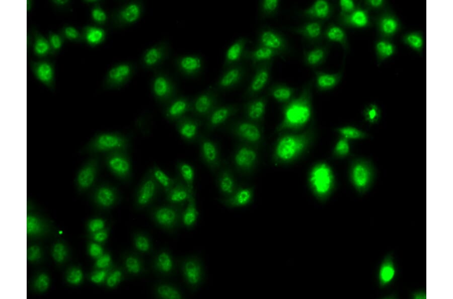 Immunofluorescence - Anti-MTGR1 Antibody (A15499) - Antibodies.com