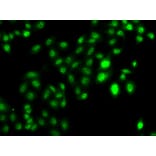 Immunofluorescence - Anti-MTGR1 Antibody (A15499) - Antibodies.com