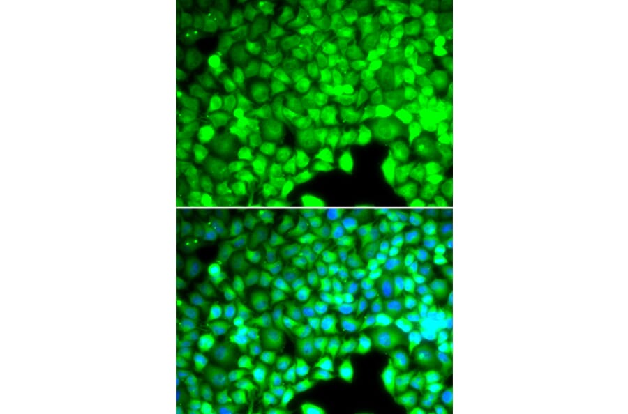 Immunofluorescence - Anti-CYTH2 Antibody (A7035) - Antibodies.com