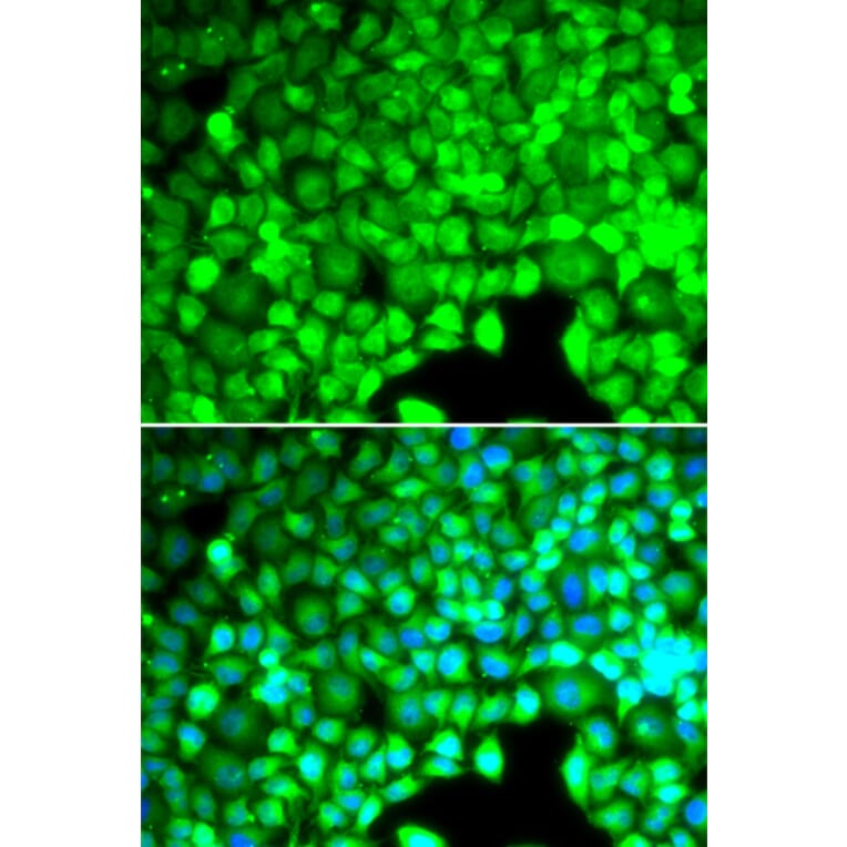 Immunofluorescence - Anti-CYTH2 Antibody (A7035) - Antibodies.com