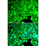 Immunofluorescence - Anti-CYTH2 Antibody (A7035) - Antibodies.com