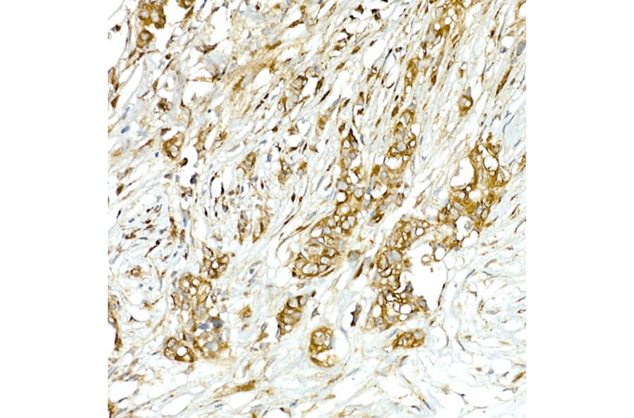Immunohistochemistry - Anti-COPB2 Antibody (A15501) - Antibodies.com