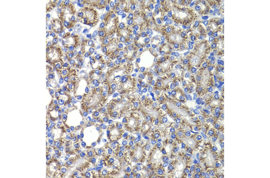 Immunohistochemistry - Anti-CSN2 Antibody (A15502) - Antibodies.com